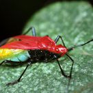 Pregnancy Bug