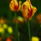 Tulip