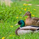 Mr and Mrs Duck