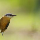 Nuthatch