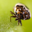 Varied Carpet Beetle