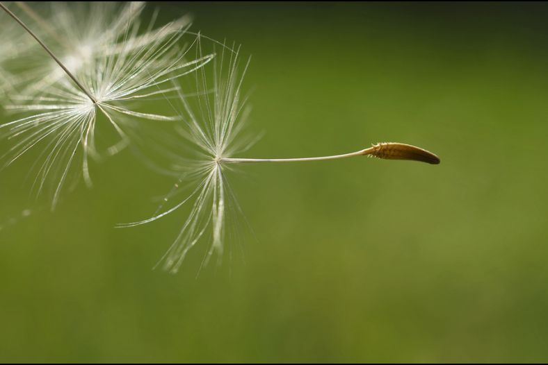 Flying Free
