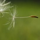 Flying Free