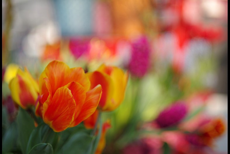 spring outburst