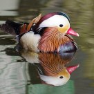 Mandarin Duck