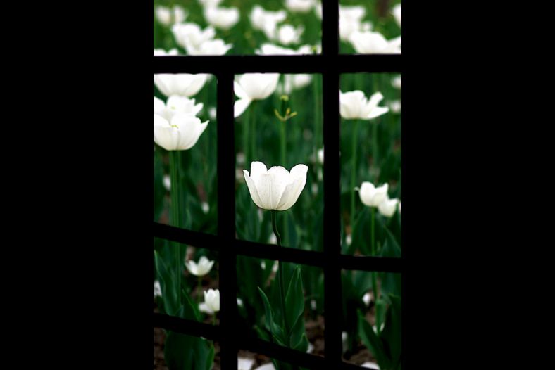 Tulip