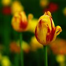 Tulip