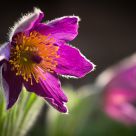 Pulsatilla vulgaris