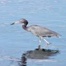 Little Blue Heron