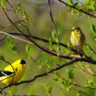 A pair of American Goldfinches