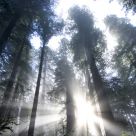 Ray of Light