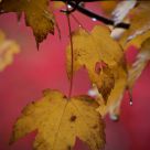 fall colors