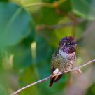Anna's Hummingbird