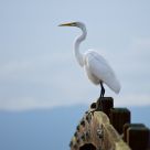 Great Egret