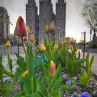 spring tulips