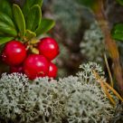 Mountain cranberry