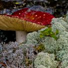 Red mushroom