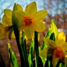 Daffodils