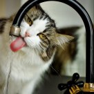 Thirsty