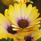 Yellow daisy