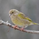 Greenfinch