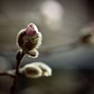 New Life