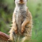 The Meerkat / ErdmÃ¤nnchen