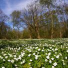 Woodland Lowdown