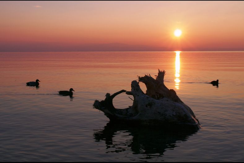 Bodenseeufer bei Langenargen im Sonnenuntergang