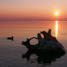 Bodenseeufer bei Langenargen im Sonnenuntergang