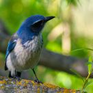 Blue bird
