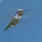 Hummingbird in flight