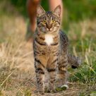 Sight of a predator.