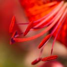Pistils and stamens