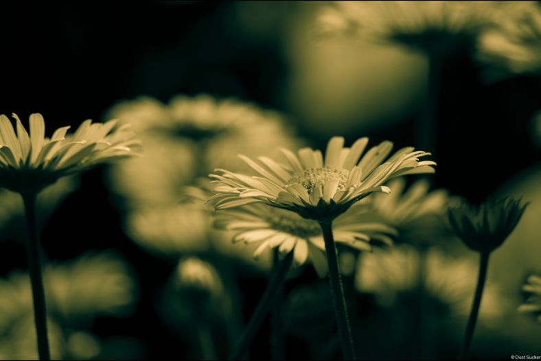 beautiful flower