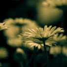 beautiful flower