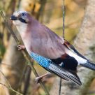 Eurasian Jay