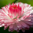 Spring flower
