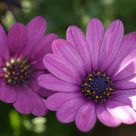 Purple daisy