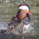 Mandarin Duck
