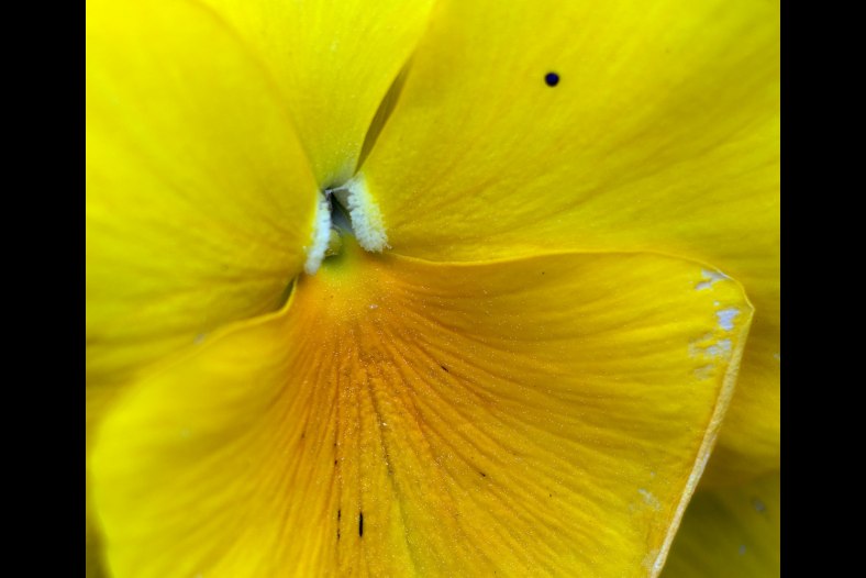 Pensamiento amarillo