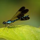 Zygoptera (purple blue)