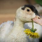 Duckling With Dandelion