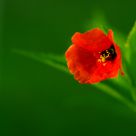 Red flower