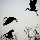 birds