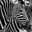Black on White ?