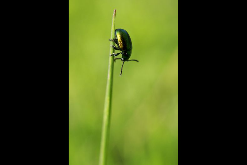 Green On Green
