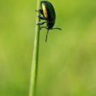 Green On Green