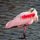 Roseate Spoonbill