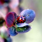 Hiding